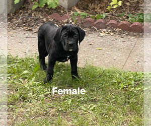 Cane Corso Dog Breeder in KANSAS CITY,  USA
