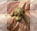 Small #14 Breeder Profile image