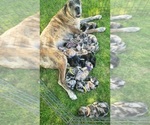 Small #35 Breeder Profile image