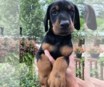 Small #52 Breeder Profile image