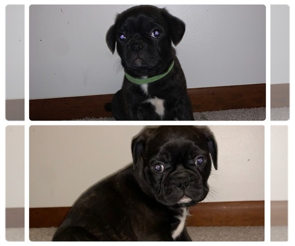 Medium Photo #1  Breeder Profile in FREMONT, NE, USA
