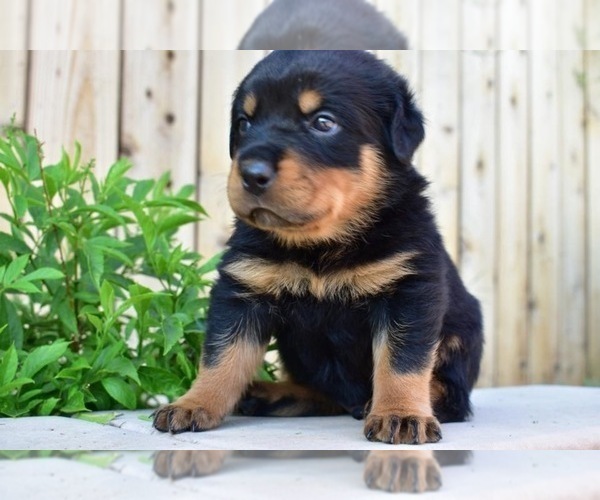 Medium Photo #37  Breeder Profile in OAK GLEN, CA, USA