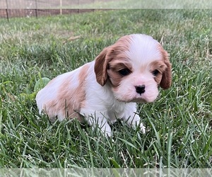 Cavalier King Charles Spaniel Dog Breeder near EATONTOWN, NJ, USA
