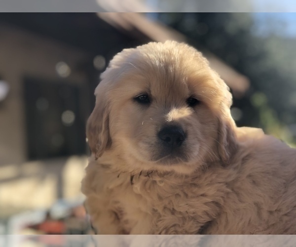 Medium Photo #1  Breeder Profile in THOUSAND OAKS, CA, USA