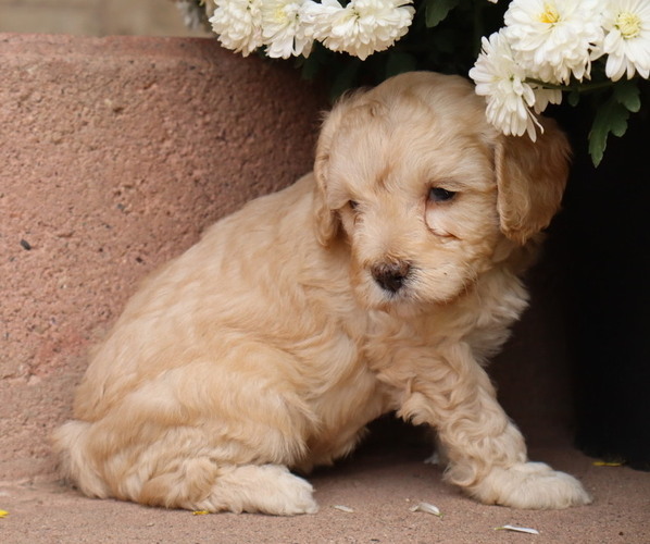 Medium Photo #59  Breeder Profile in THORP, WI, USA