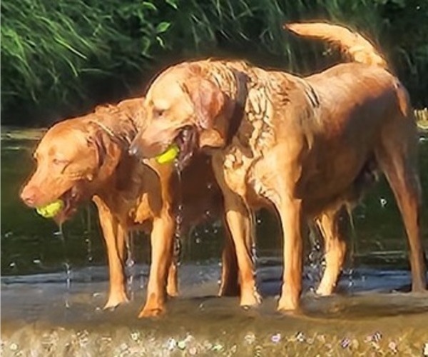 Medium Photo #27  Breeder Profile in BUFFALO, NY, USA