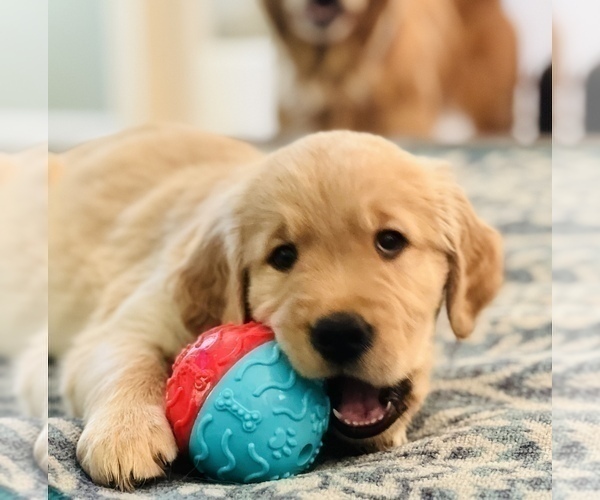 Medium Photo #12  Breeder Profile in SUWANEE, GA, USA