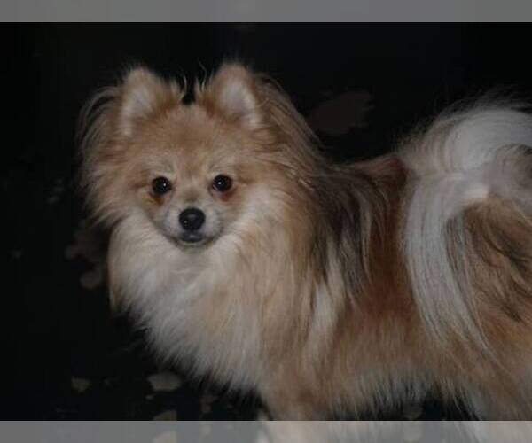 Medium Photo #1  Breeder Profile in HOUSTON, TX, USA