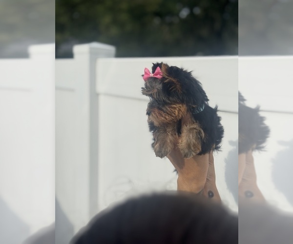 Medium Photo #8  Breeder Profile in SEFFNER, FL, USA
