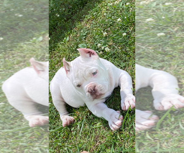 Medium Photo #15  Breeder Profile in MOUNT OLIVE, AL, USA