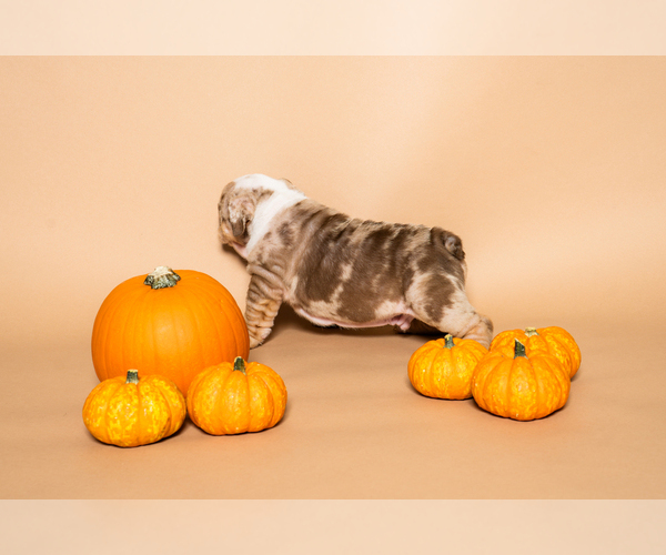 Medium Photo #7  Breeder Profile in HOUSTON, TX, USA