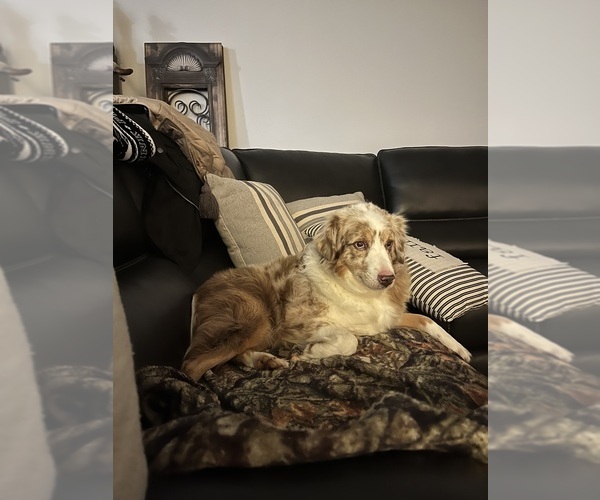 Medium Photo #1  Breeder Profile in CARTHAGE, TN, USA