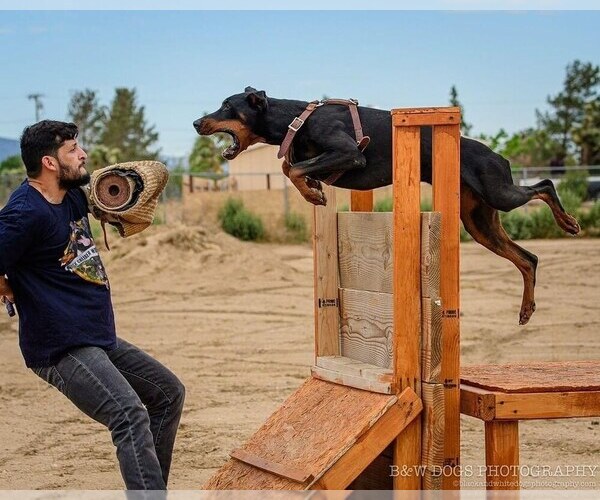 Medium Photo #11  Breeder Profile in PHELAN, CA, USA