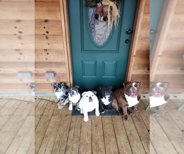 Medium Photo #1  Breeder Profile in CALLAO, VA, USA