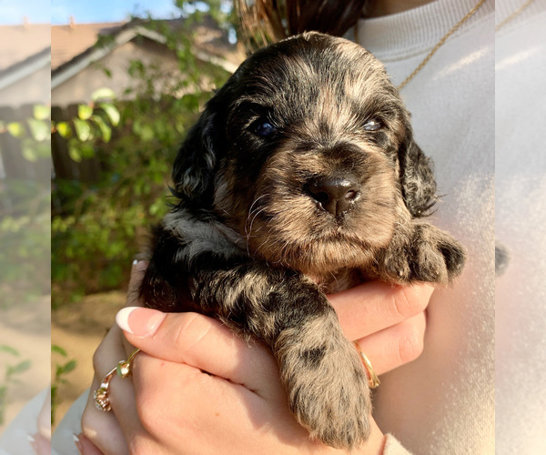 Medium Photo #1  Breeder Profile in CLOVIS, CA, USA