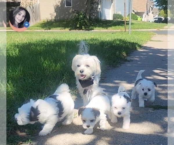 Medium Photo #29  Breeder Profile in FARMINGTON, MN, USA