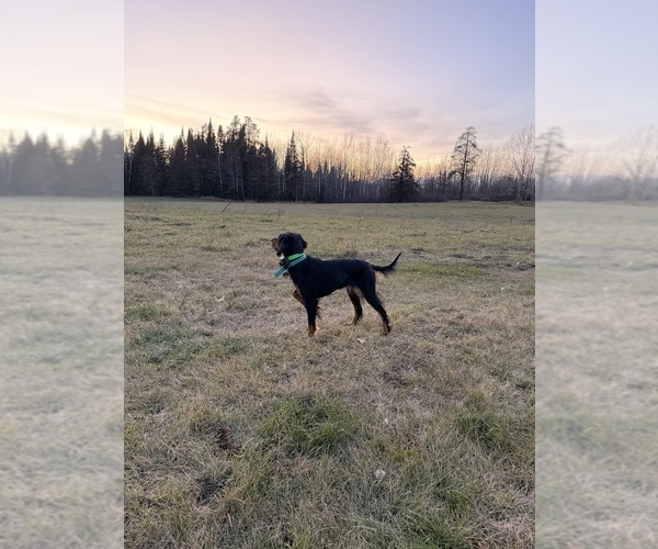 Medium Photo #2  Breeder Profile in PONSFORD, MN, USA