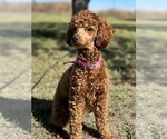 Small breeder photo