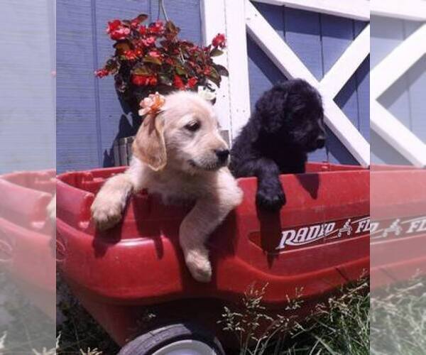 Medium Photo #1  Breeder Profile in HOLLY, MI, USA