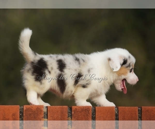 Medium Photo #13  Breeder Profile in CRESTVIEW, FL, USA