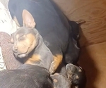 Small breeder photo