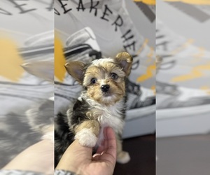 Morkie Dog Breeder near BLOOMINGTON, CA, USA