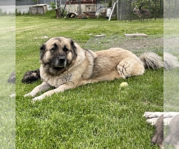 Medium Photo #55  Breeder Profile in TWINING, MI, USA