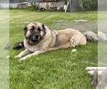 Small #54 Breeder Profile image