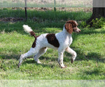 Small Photo #9  Breeder Profile in CHANUTE, KS, USA