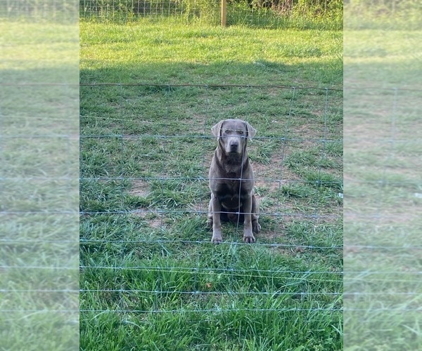 Medium Photo #1  Breeder Profile in ANDERSON, SC, USA