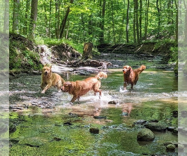 Medium Photo #5  Breeder Profile in WEST MIDDLESEX, PA, USA