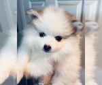 Small #5 Breeder Profile image