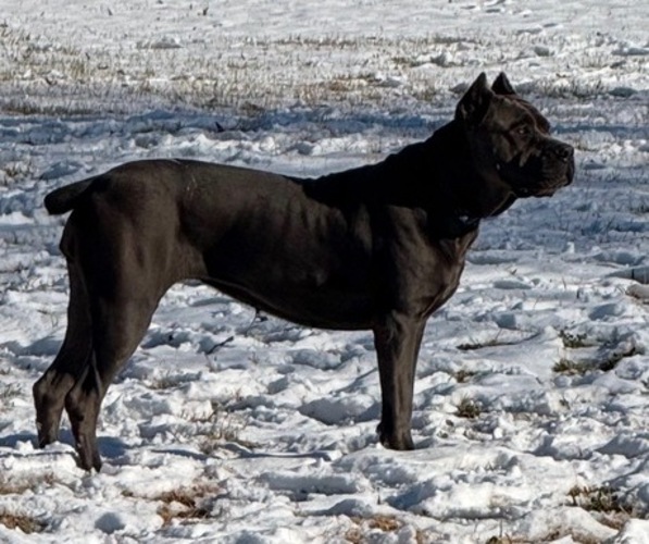Medium Photo #13  Breeder Profile in DAYTON, TX, USA