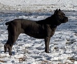 Small #12 Breeder Profile image