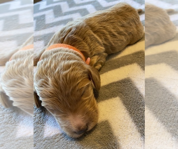 Medium Photo #8  Breeder Profile in FRIENDSWOOD, TX, USA