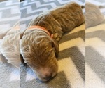 Small Photo #8  Breeder Profile in FRIENDSWOOD, TX, USA