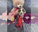 Small #17 Breeder Profile image