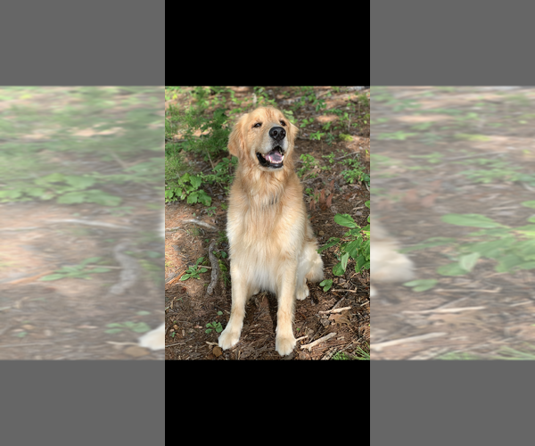 Medium Photo #6  Breeder Profile in LANDRUM, SC, USA