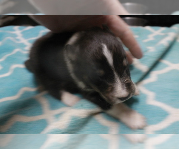 Medium Photo #19  Breeder Profile in BAINBRIDGE, NY, USA