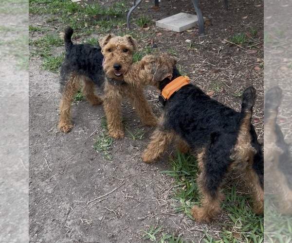 Medium Photo #2  Breeder Profile in SAN ANTONIO, TX, USA
