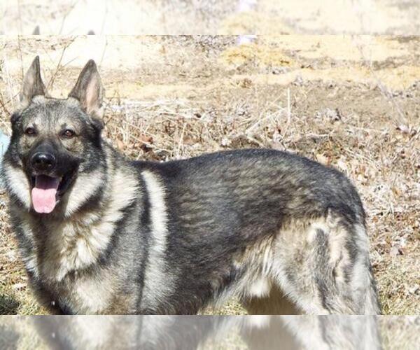 Medium Photo #1  Breeder Profile in FARMINGTON, IL, USA