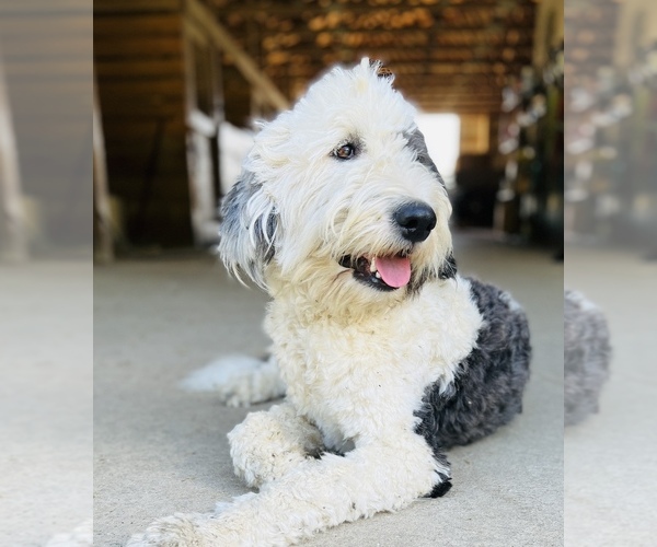 Medium Photo #1  Breeder Profile in ADRIAN, MI, USA