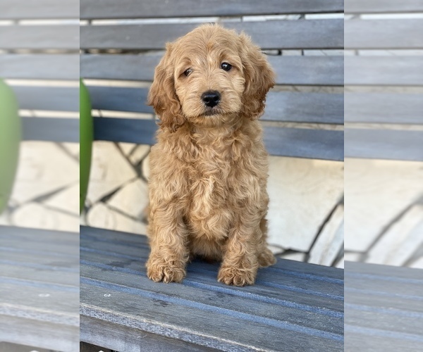 Medium Photo #4  Breeder Profile in SAN DIEGO, CA, USA