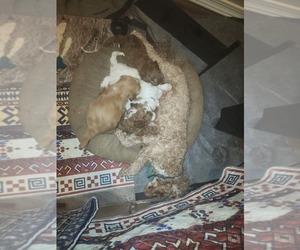 Goldendoodle Dog Breeder near SAN TAN VALLEY, AZ, USA