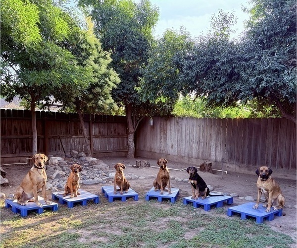 Medium Photo #2  Breeder Profile in FRESNO, CA, USA