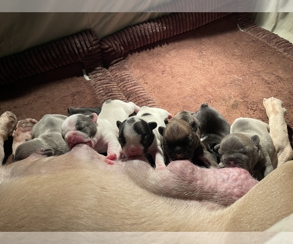 Medium Photo #3  Breeder Profile in CEDAR HILL, TX, USA