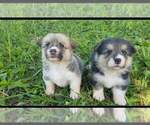 Small breeder photo