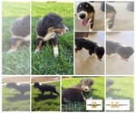 Small #3 Breeder Profile image