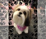 Small Photo #23  Breeder Profile in WESLEY CHAPEL, FL, USA