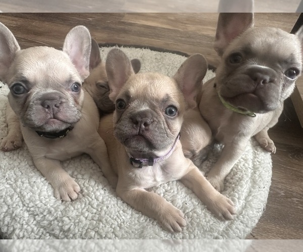 Medium Photo #1  Breeder Profile in WEED, CA, USA